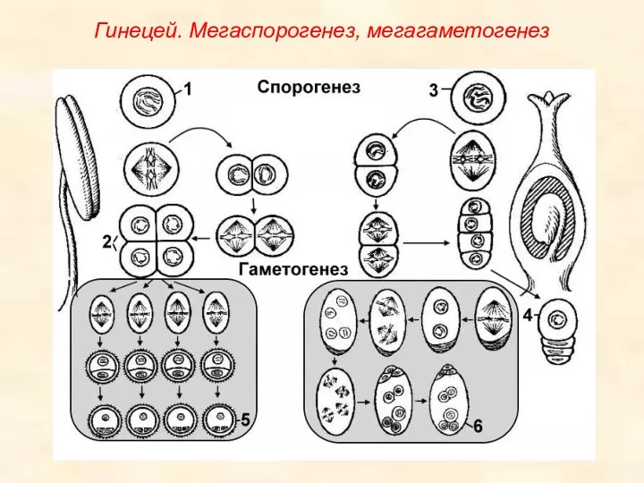 Гинецей. Мегаспорогенез, мегагаметогенез