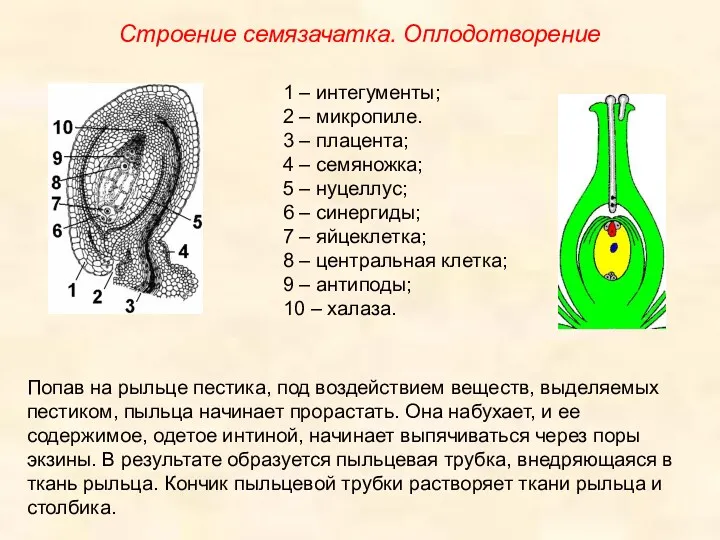 1 – интегументы; 2 – микропиле. 3 – плацента; 4