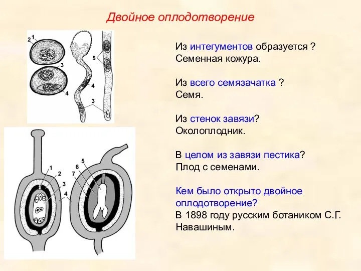 Из интегументов образуется ? Семенная кожура. Из всего семязачатка ?