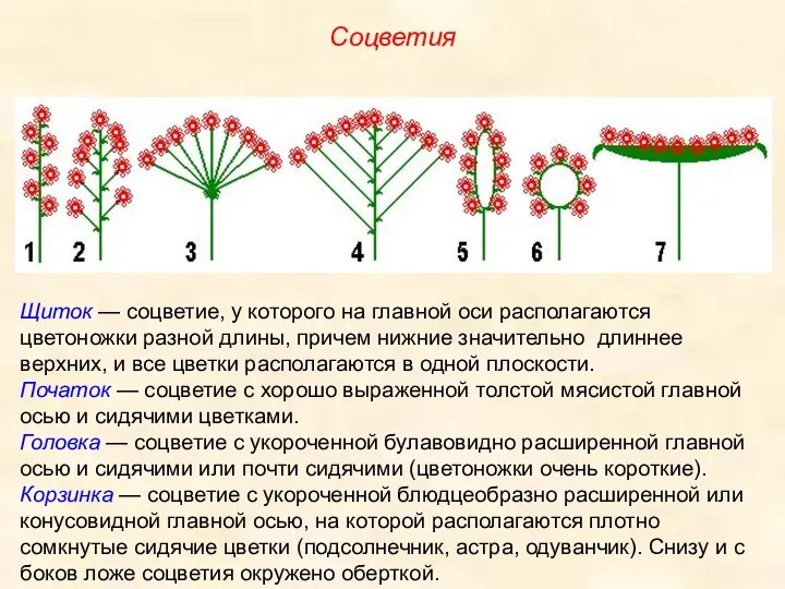 Щиток — соцветие, у которого на главной оси располагаются цветоножки