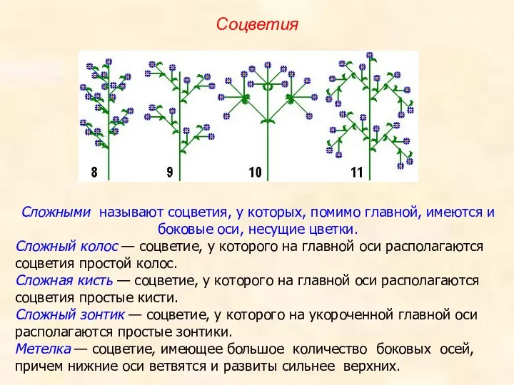 Сложными называют соцветия, у которых, помимо главной, имеются и боковые