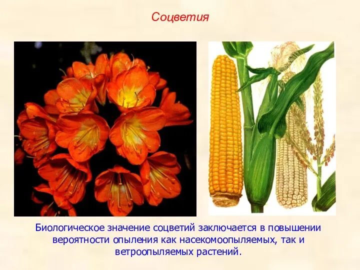 Биологическое значение соцветий заключается в повышении вероятности опыления как насекомоопыляемых, так и ветроопыляемых растений. Соцветия