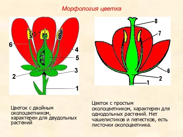 Цветок с двойным околоцветником, характерен для двудольных растений Цветок с