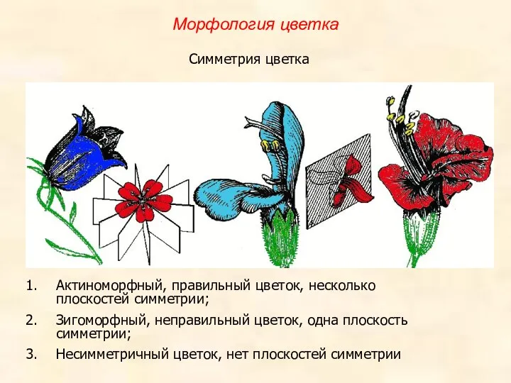 Актиноморфный, правильный цветок, несколько плоскостей симметрии; Зигоморфный, неправильный цветок, одна