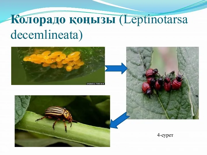 Колорадо қоңызы (Leptinotarsa decemlineata) 4-сурет