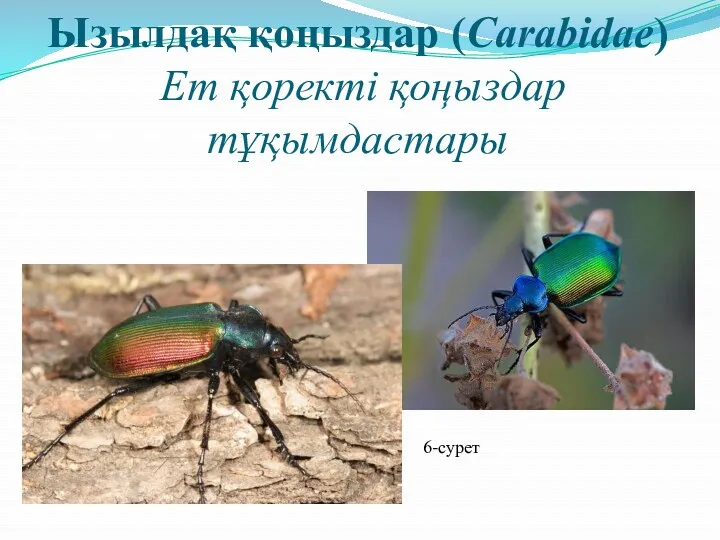 Ызылдақ қоңыздар (Carabidae) Ет қоректі қоңыздар тұқымдастары 6-сурет