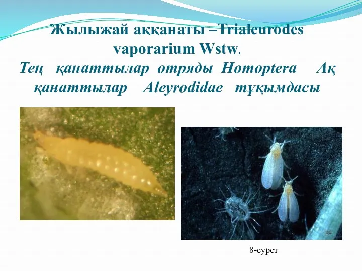 Жылыжай аққанаты –Trialeurodes vaporarium Wstw. Тең қанаттылар отряды Homoptera Ақ қанаттылар Aleyrodidae тұқымдасы 8-сурет