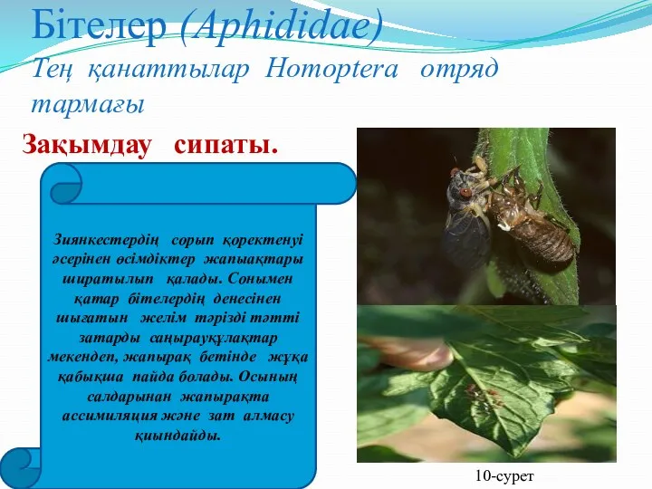 Бітелер (Aphididae) Тең қанаттылар Homoptera отряд тармағы Зақымдау сипаты. Зиянкестердің