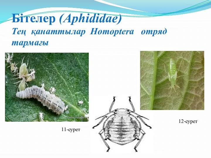 Бітелер (Aphididae) Тең қанаттылар Homoptera отряд тармағы 11-сурет 12-сурет