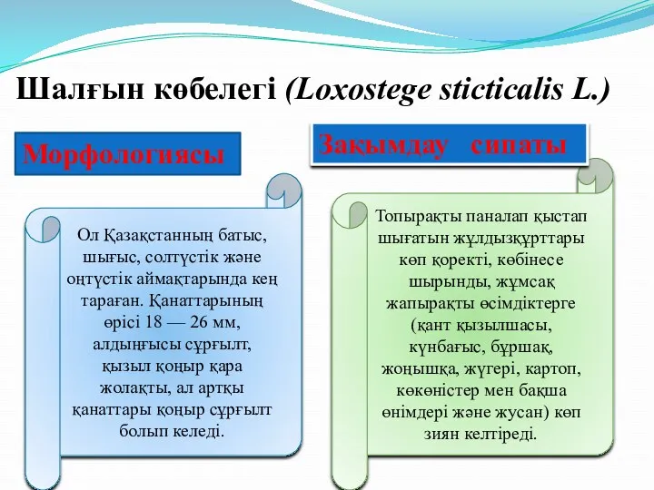 Шалғын көбелегі (Loxostege stіctіcalіs L.) Ол Қазақстанның батыс, шығыс, солтүстік