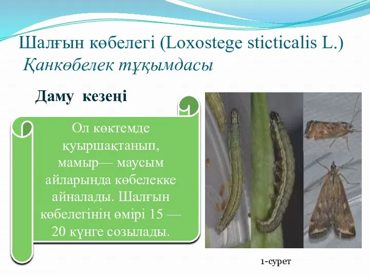 Шалғын көбелегі (Loxostege stіctіcalіs L.) Қанкөбелек тұқымдасы Ол көктемде қуыршақтанып,