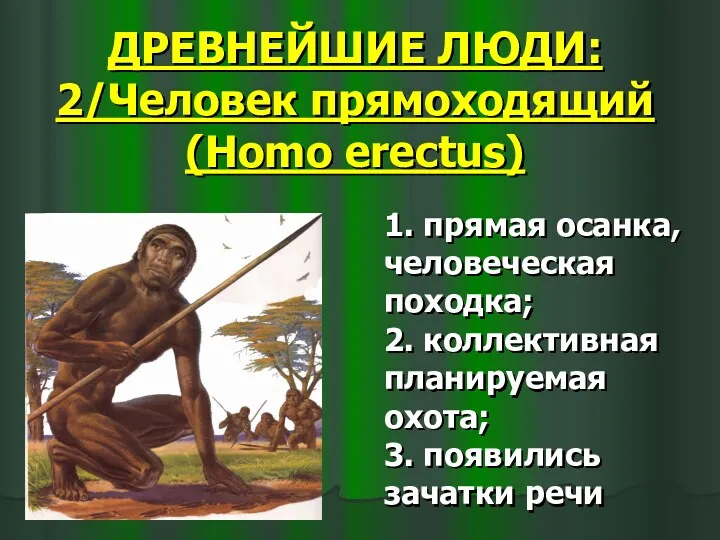 ДРЕВНЕЙШИЕ ЛЮДИ: 2/Человек прямоходящий (Homo erectus) 1. прямая осанка, человеческая