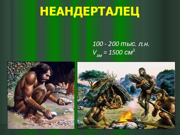 НЕАНДЕРТАЛЕЦ 100 - 200 тыс. л.н. Vгм = 1500 см3