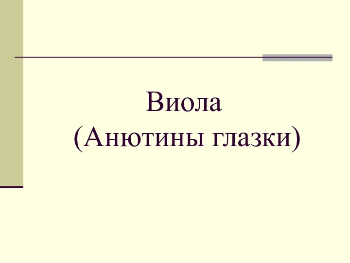 Виола (Анютины глазки)