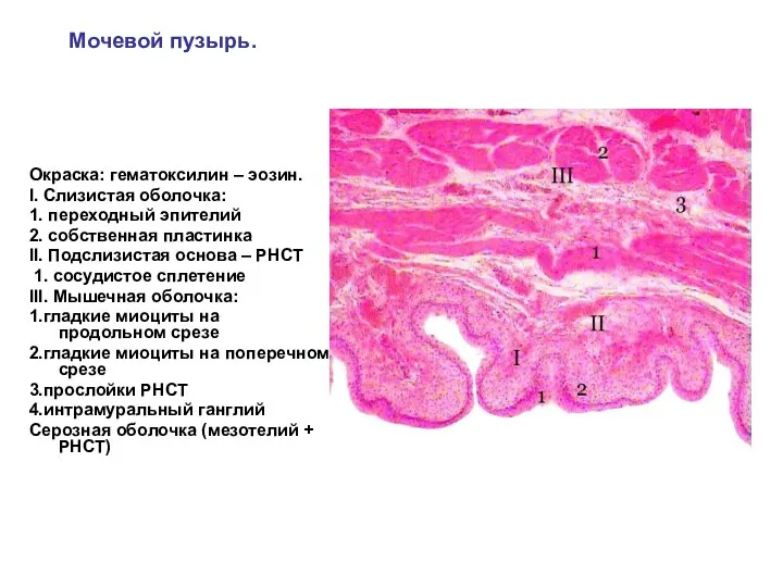 Мочевой пузырь. Окраска: гематоксилин – эозин. I. Слизистая оболочка: 1.