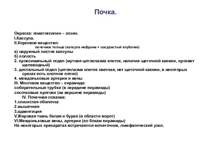 Почка. Окраска: гематоксилин – эозин. I.Капсула. II.Корковое вещество: почечное тельце