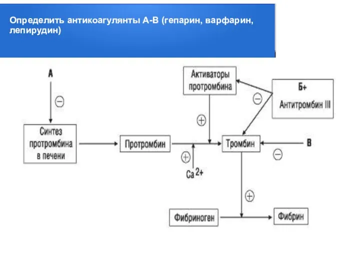 Определить антикоагулянты А-В (гепарин, варфарин, лепирудин)