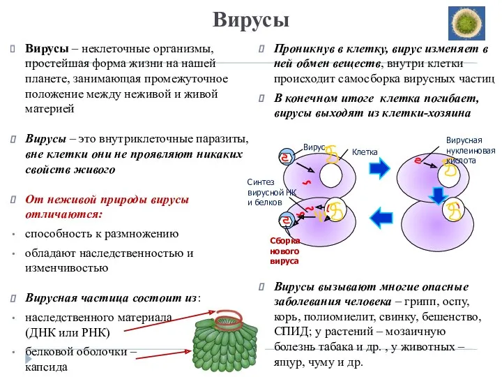 Вирусы Вирусы – неклеточные организмы, простейшая форма жизни на нашей