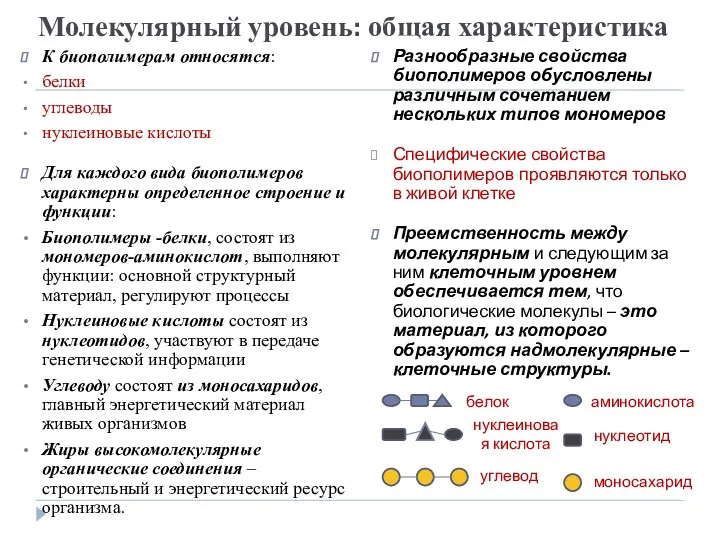 Молекулярный уровень: общая характеристика К биополимерам относятся: белки углеводы нуклеиновые