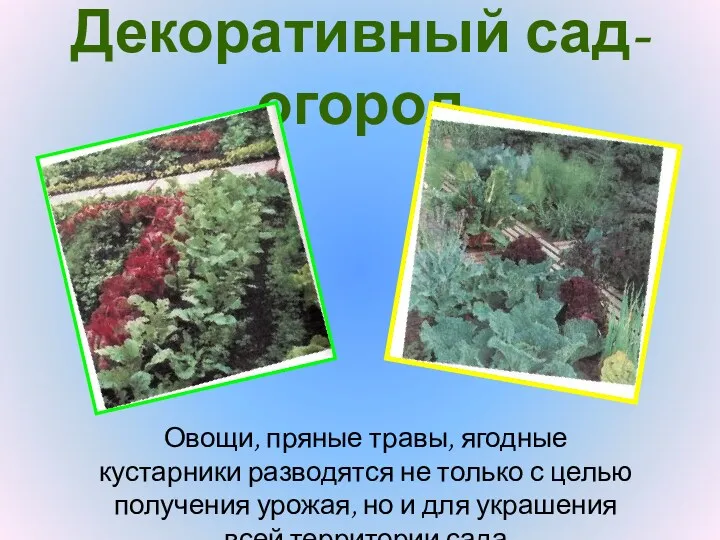 Декоративный сад-огород Овощи, пряные травы, ягодные кустарники разводятся не только с целью получения