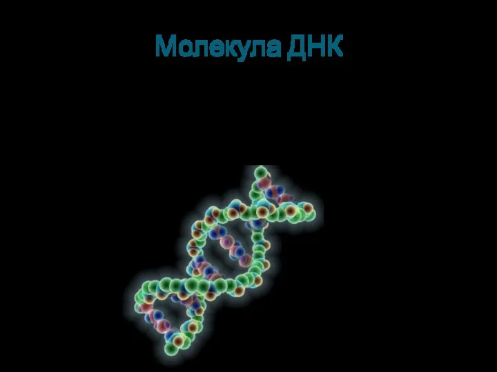 Молекула ДНК Её молекулы имеют огромную по молекулярным масштабам длину и состоят из