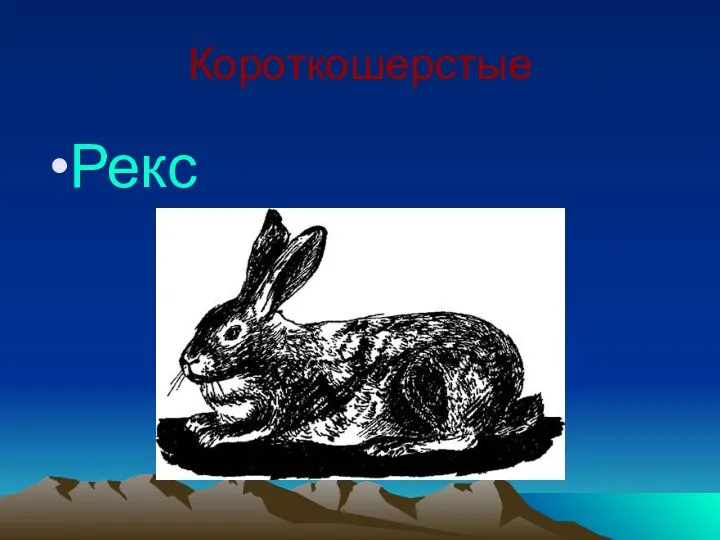 Короткошерстые Рекс