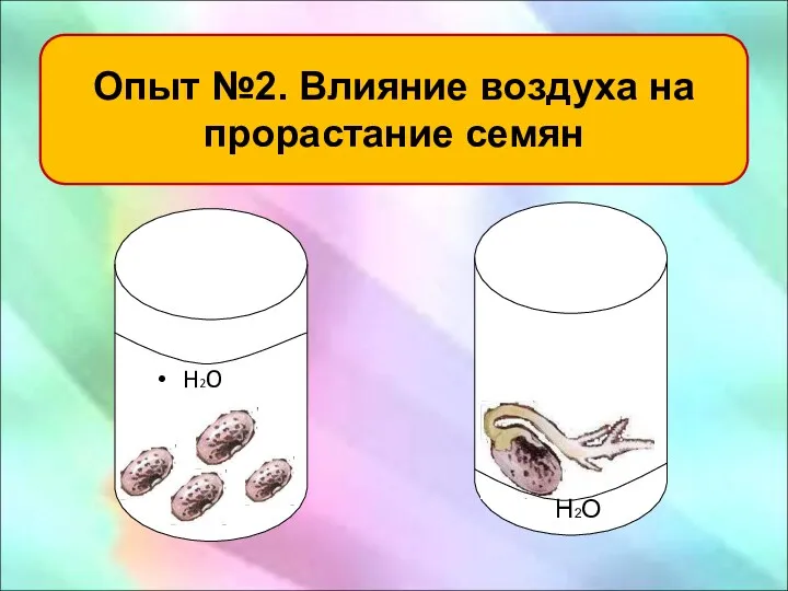 Опыт №2. Влияние воздуха на прорастание семян H2O H2O