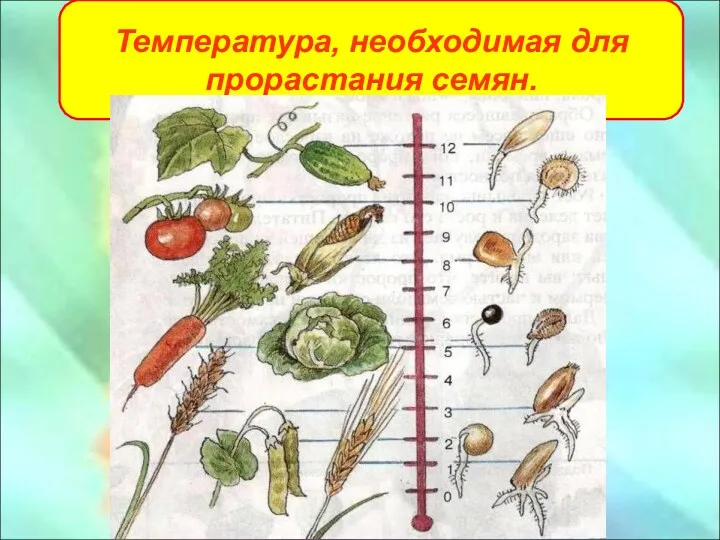 Температура, необходимая для прорастания семян.