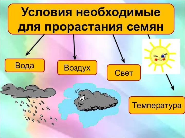 Условия необходимые для прорастания семян Вода Воздух Свет Температура