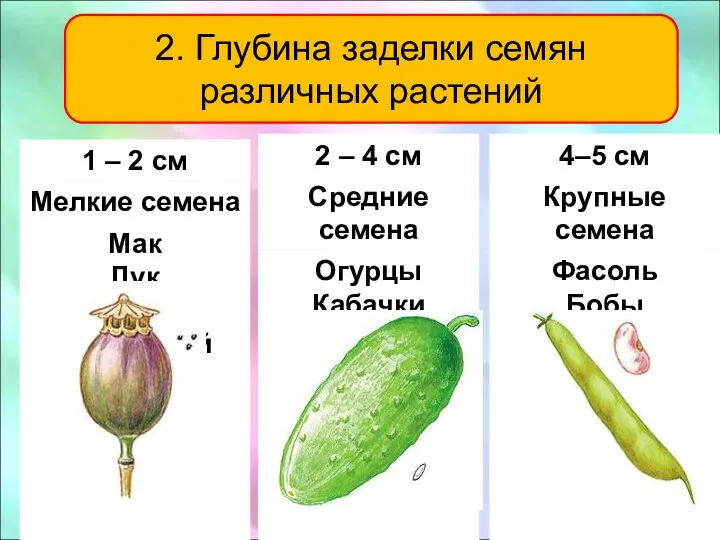 2. Глубина заделки семян различных растений