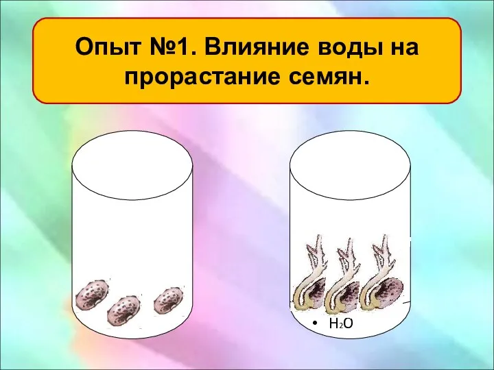 Опыт №1. Влияние воды на прорастание семян. H2O