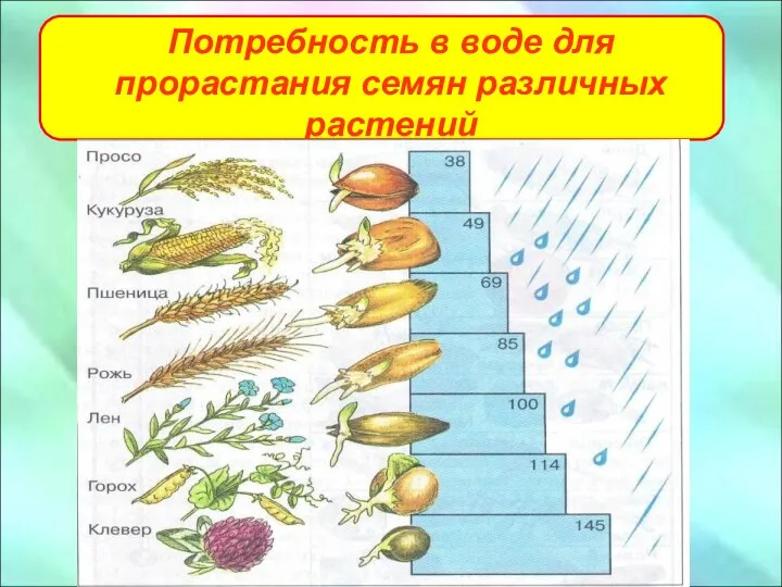 Потребность в воде для прорастания семян различных растений