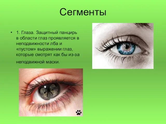 Сегменты 1. Глаза. Защитный панцирь в области глаз проявляется в неподвижности лба и