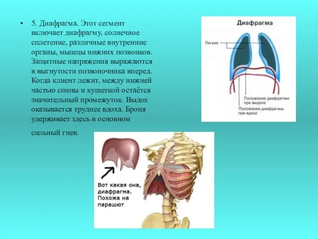 5. Диафрагма. Этот сегмент включает диафрагму, солнечное сплетение, различные внутренние органы, мышцы нижних