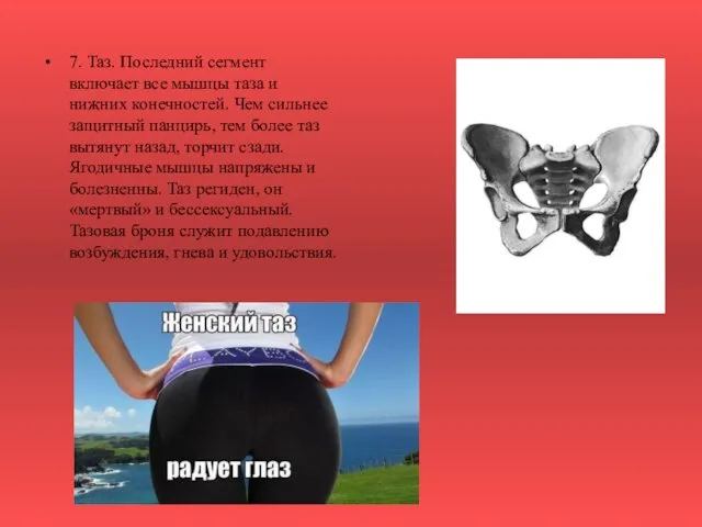 7. Таз. Последний сегмент включает все мышцы таза и нижних конечностей. Чем сильнее