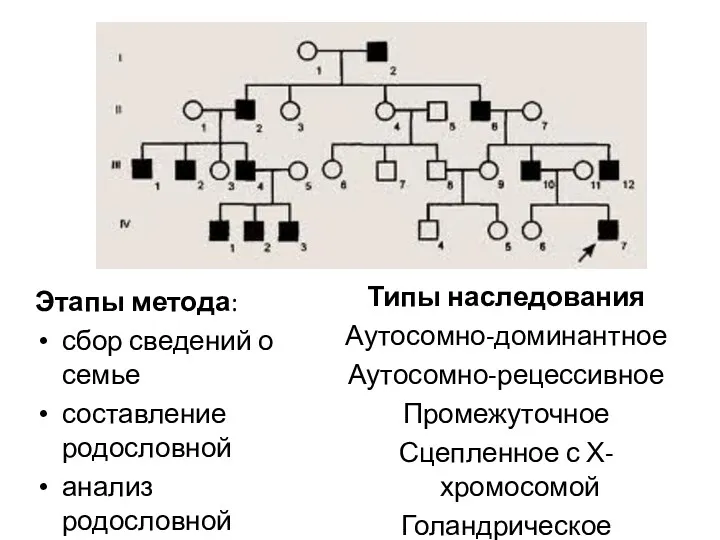 Этапы метода: сбор сведений о семье составление родословной анализ родословной Типы наследования Аутосомно-доминантное