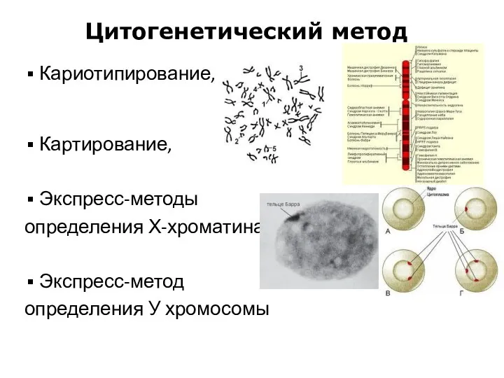 Кариотипирование, Картирование, Экспресс-методы определения Х-хроматина Экспресс-метод определения У хромосомы Цитогенетический метод