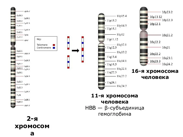 11-я хромосома человека HBB — β-субъединица гемоглобина 16-я хромосома человека 2-я хромосома человека