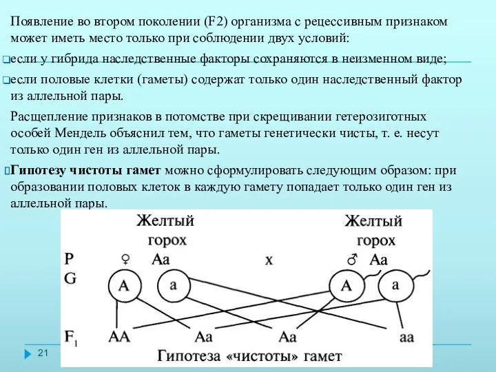 Появление во втором поколении (F2) организма с рецессивным признаком может