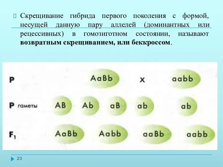 Скрещивание гибрида первого поколения с формой, несущей данную пару аллелей