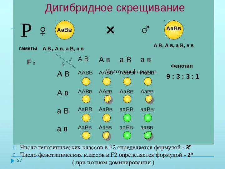 Число генотипических классов в F2 определяется формулой - 3n Число