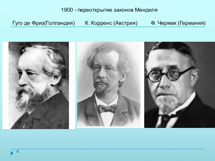 1900 - переоткрытие законов Менделя Гуго де Фриз(Голландия) К. Корренс (Австрия) Ф. Чермак (Германия)