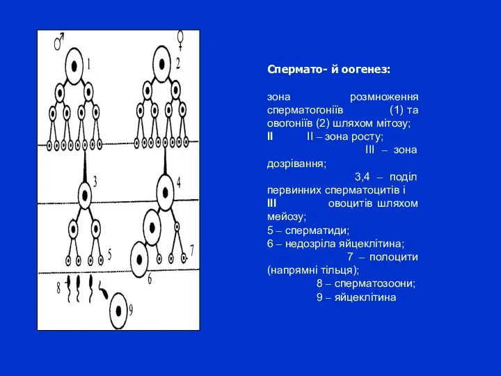 Спермато- й оогенез: зона розмноження сперматогоніїв (1) та овогоніїв (2)