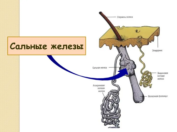 Сальные железы