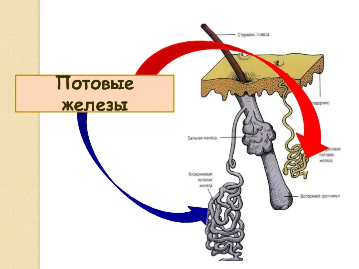 Потовые железы