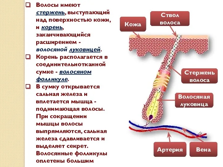 Волосы имеют стержень, выступающий над поверхностью кожи, и корень, заканчивающийся