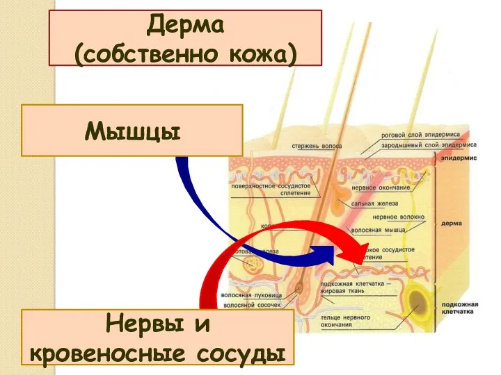 Мышцы Нервы и кровеносные сосуды Дерма (собственно кожа)