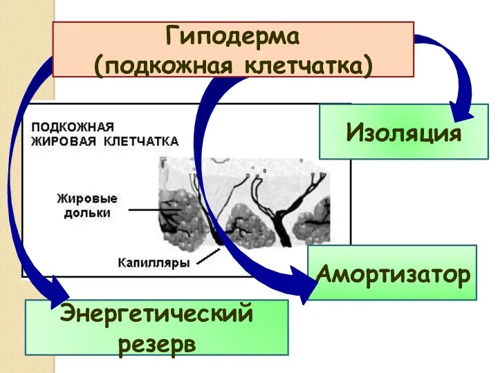 Изоляция Амортизатор Энергетический резерв Гиподерма (подкожная клетчатка)