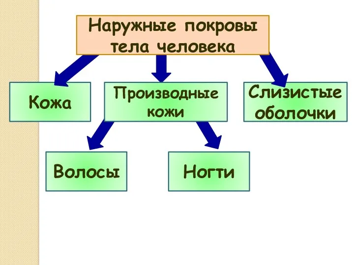 Кожа Волосы Ногти Слизистые оболочки Наружные покровы тела человека Производные кожи