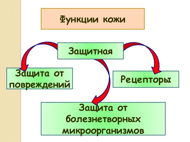 Функции кожи Защита от повреждений Рецепторы Защита от болезнетворных микроорганизмов Защитная